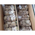 Chinese garlic price to international market